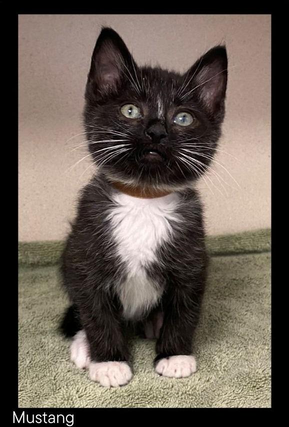 Enlarge Mustang, a Adopted mixed breed in Chino Valley, AZ image 2/4