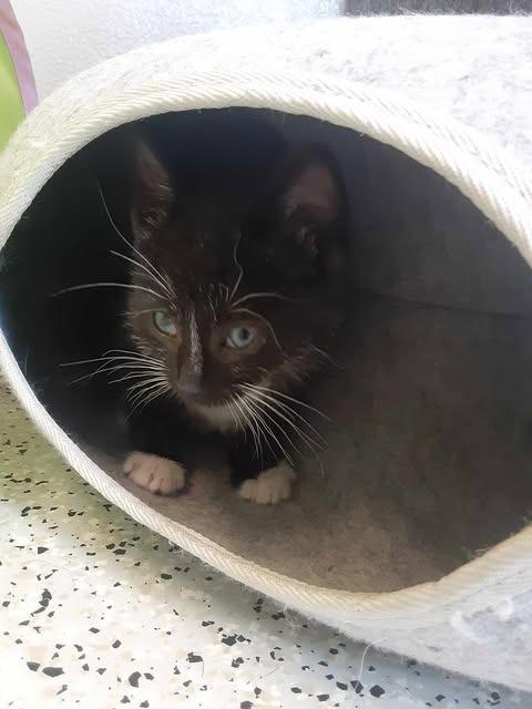 Enlarge Mustang, a Adopted mixed breed in Chino Valley, AZ image 3/4