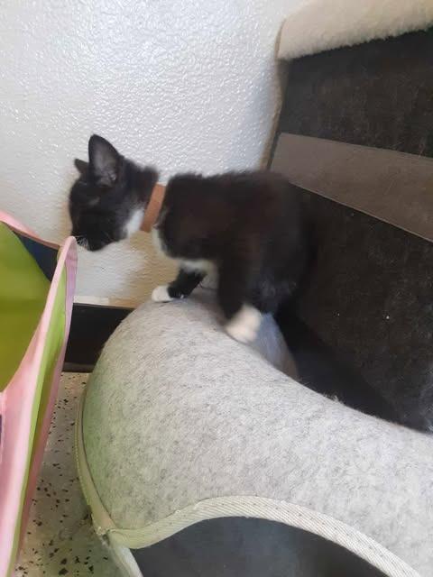 Enlarge Mustang, a Adopted mixed breed in Chino Valley, AZ image 4/4