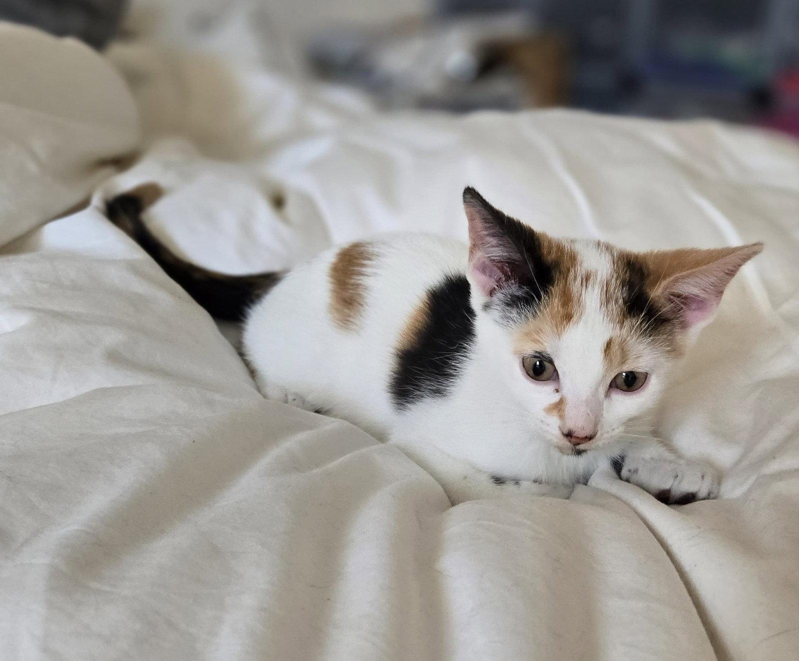 Enlarge Minji (Bonded with Jisoo), a Adoptable Calico in Keswick, ON image 1/3