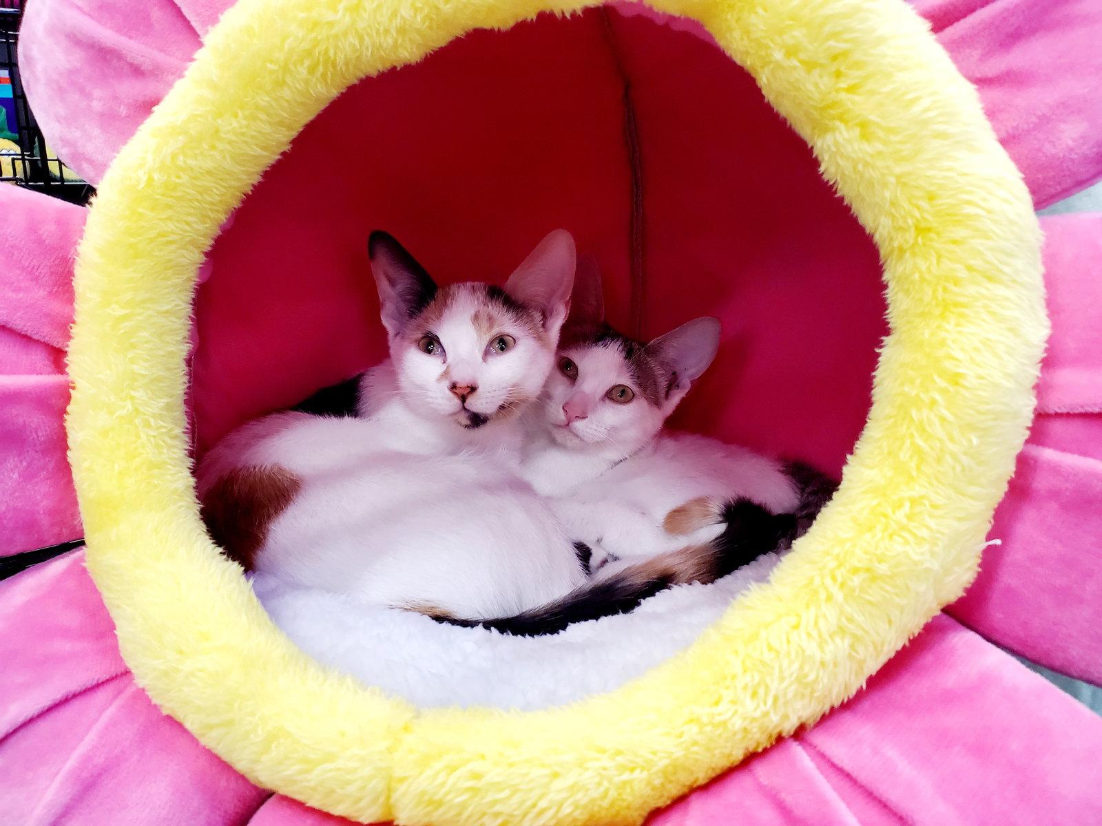 Enlarge Minji (Bonded with Jisoo), a Adoptable Calico in Keswick, ON image 2/3