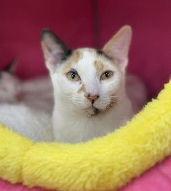 Enlarge Minji (Bonded with Jisoo), a Adoptable Calico in Keswick, ON image 3/3