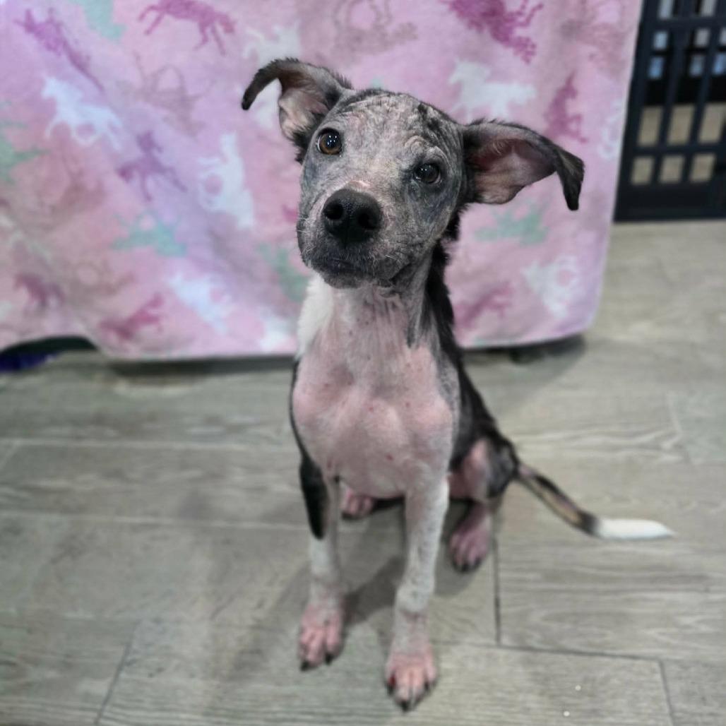 Cluck, Adoptable, Young Female Mixed Breed.