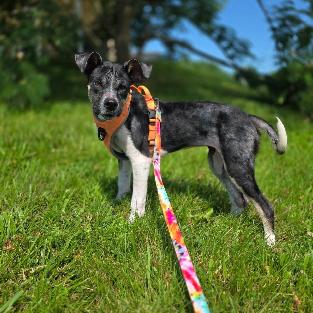 Cluck, a Adoptable Mixed Breed in Jackson, MO image 2/6