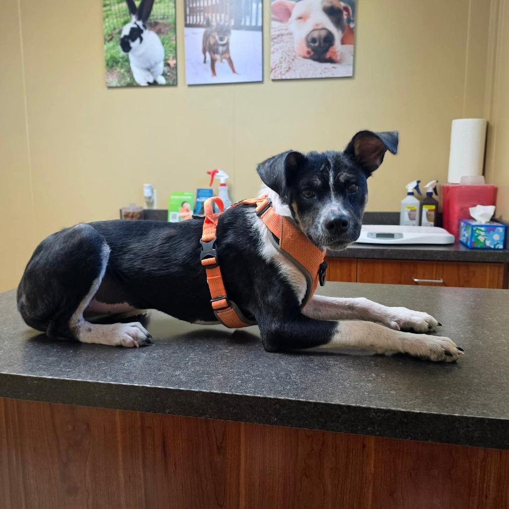 Cluck, a Adoptable Mixed Breed in Jackson, MO image 3/6