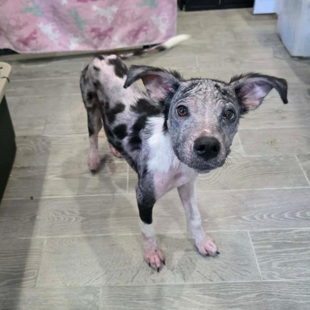 Cluck, a Adoptable Mixed Breed in Jackson, MO image 4/6