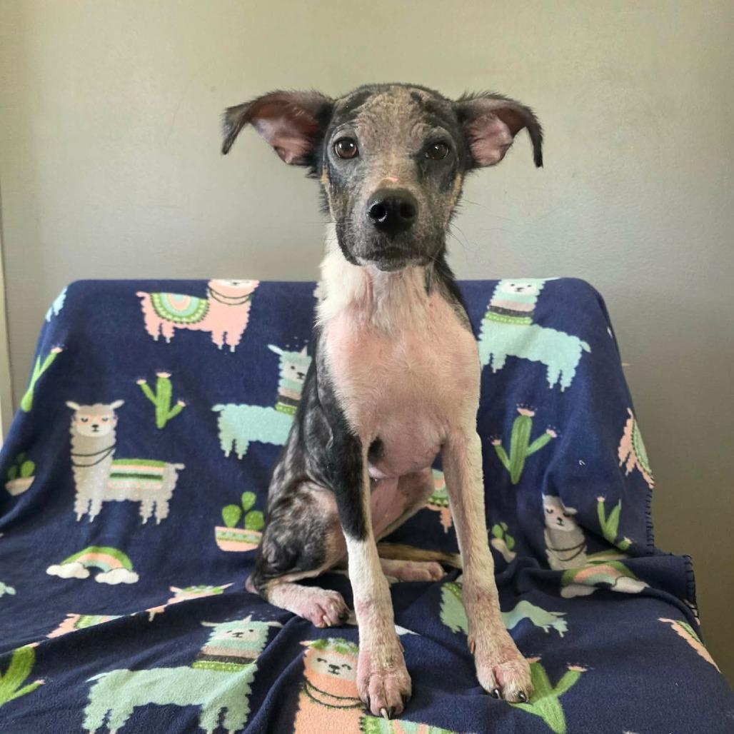 Cluck, a Adoptable Mixed Breed in Jackson, MO image 5/6
