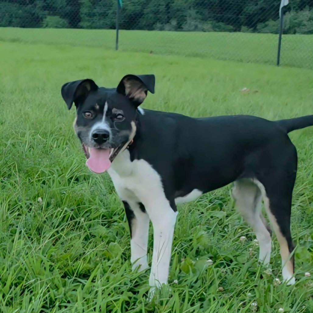 Cluck, a Adoptable Mixed Breed in Jackson, MO image 6/6