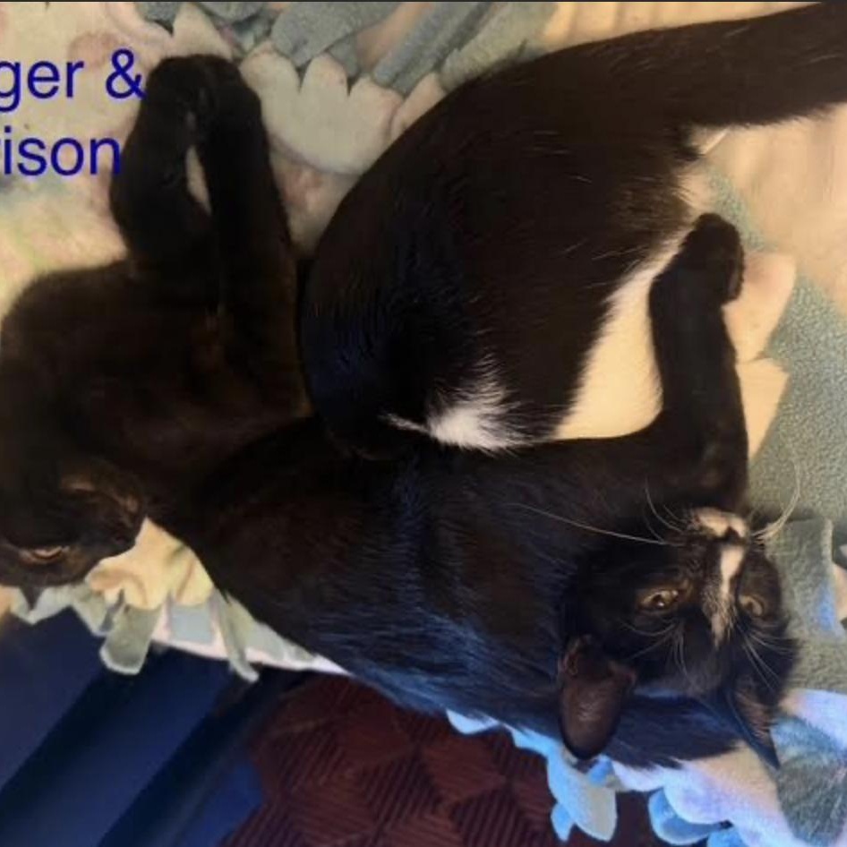 Morrison thumbnail 3