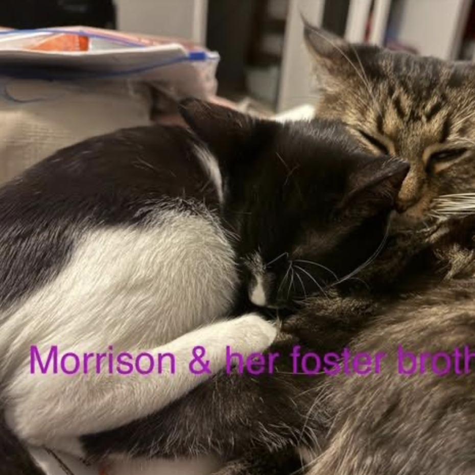 Morrison thumbnail 4