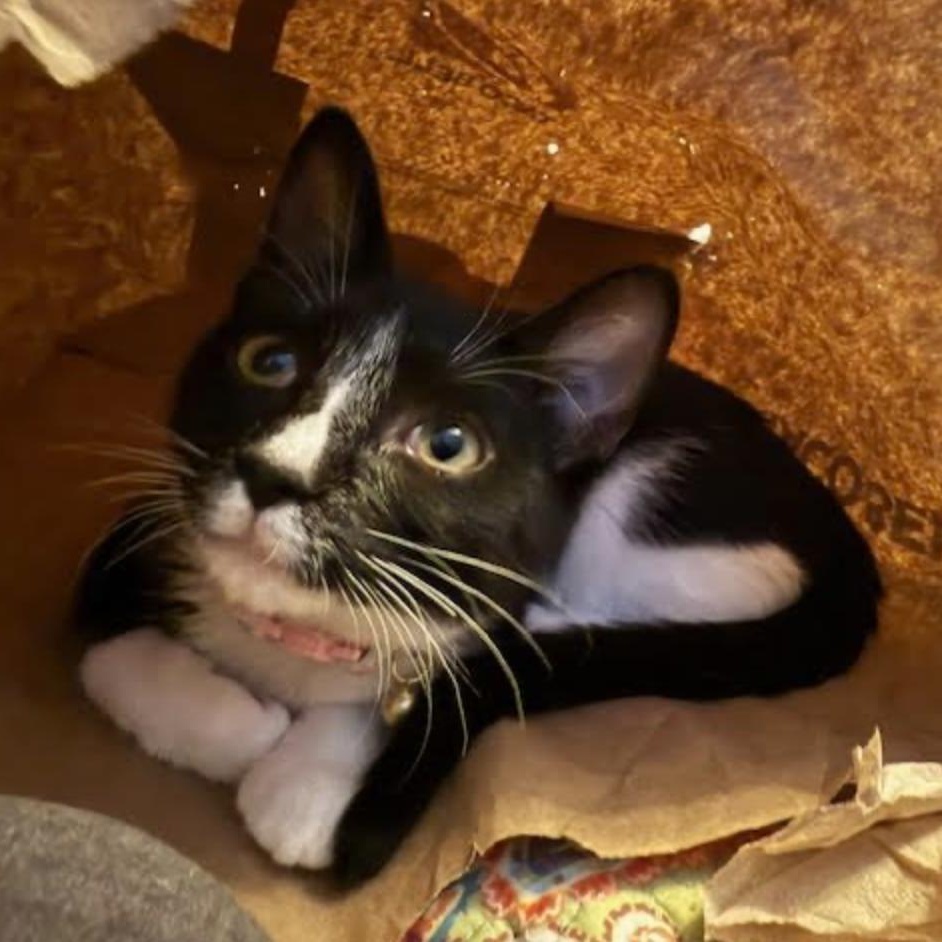 Morrison thumbnail 5