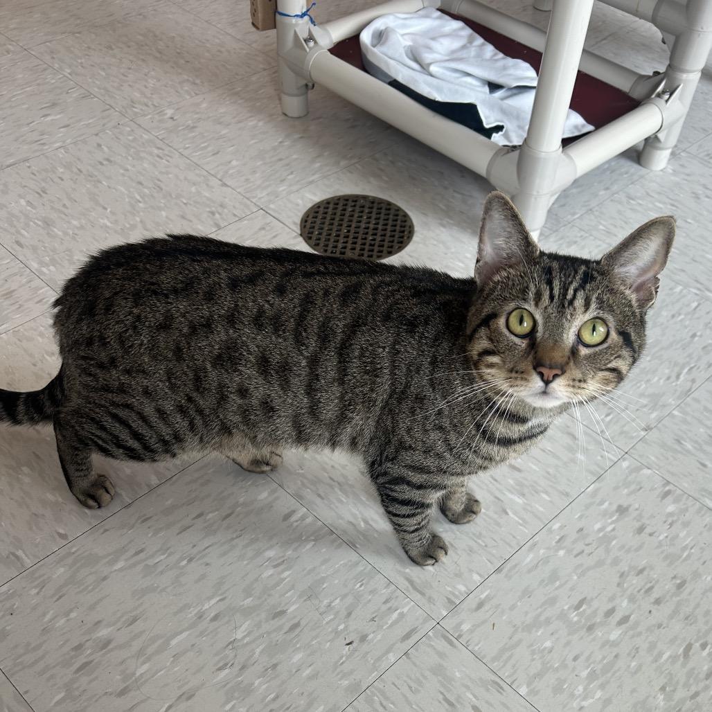 Scarlo, Adoptable, Adult Male Domestic Short Hair & Domestic Short Hair.