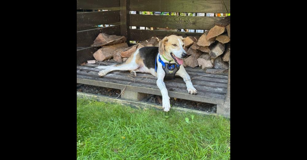 Charlie - 26121, Adoptable, Young Male Foxhound.