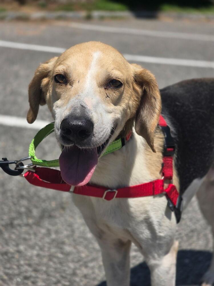 Charlie - 26121, Adoptable, Young Male Foxhound.