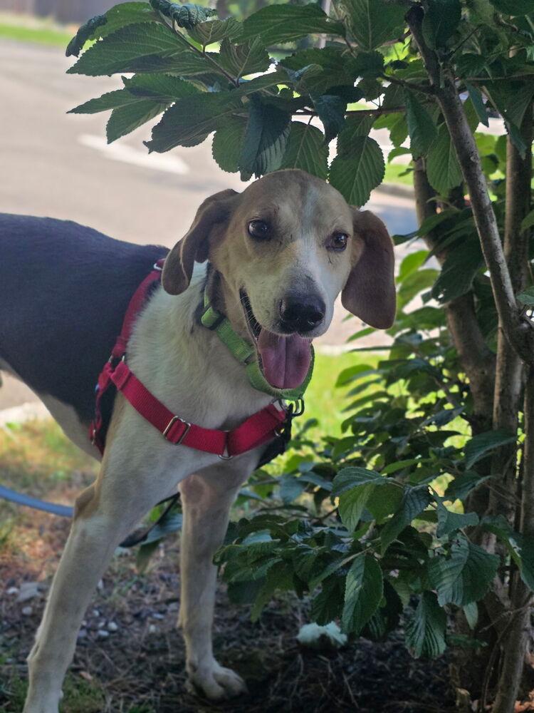 Enlarge Charlie - 26121, a Adoptable mixed breed in Armonk, NY image 2/4