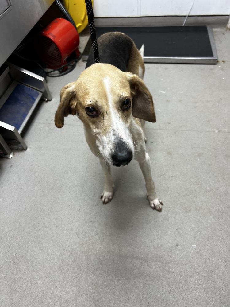 Enlarge Charlie - 26121, a Adoptable mixed breed in Armonk, NY image 3/4