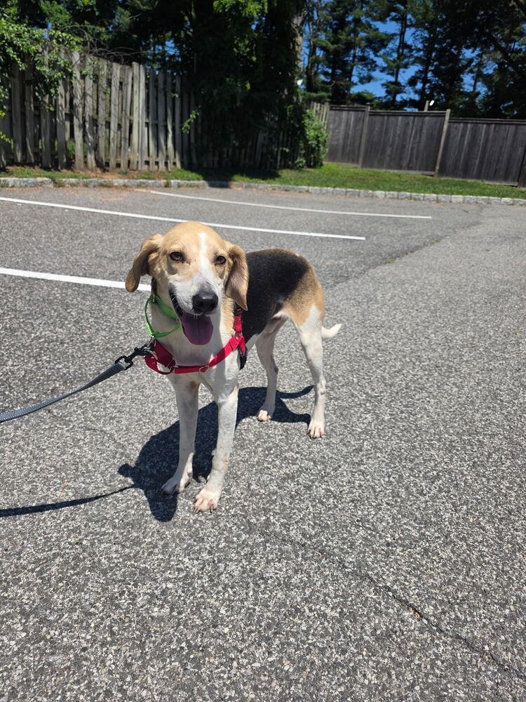 Enlarge Charlie - 26121, a Adoptable mixed breed in Armonk, NY image 4/4