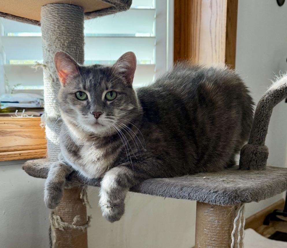 Enlarge Sassy, a Adoptable mixed breed in Midvale, UT image 3/3