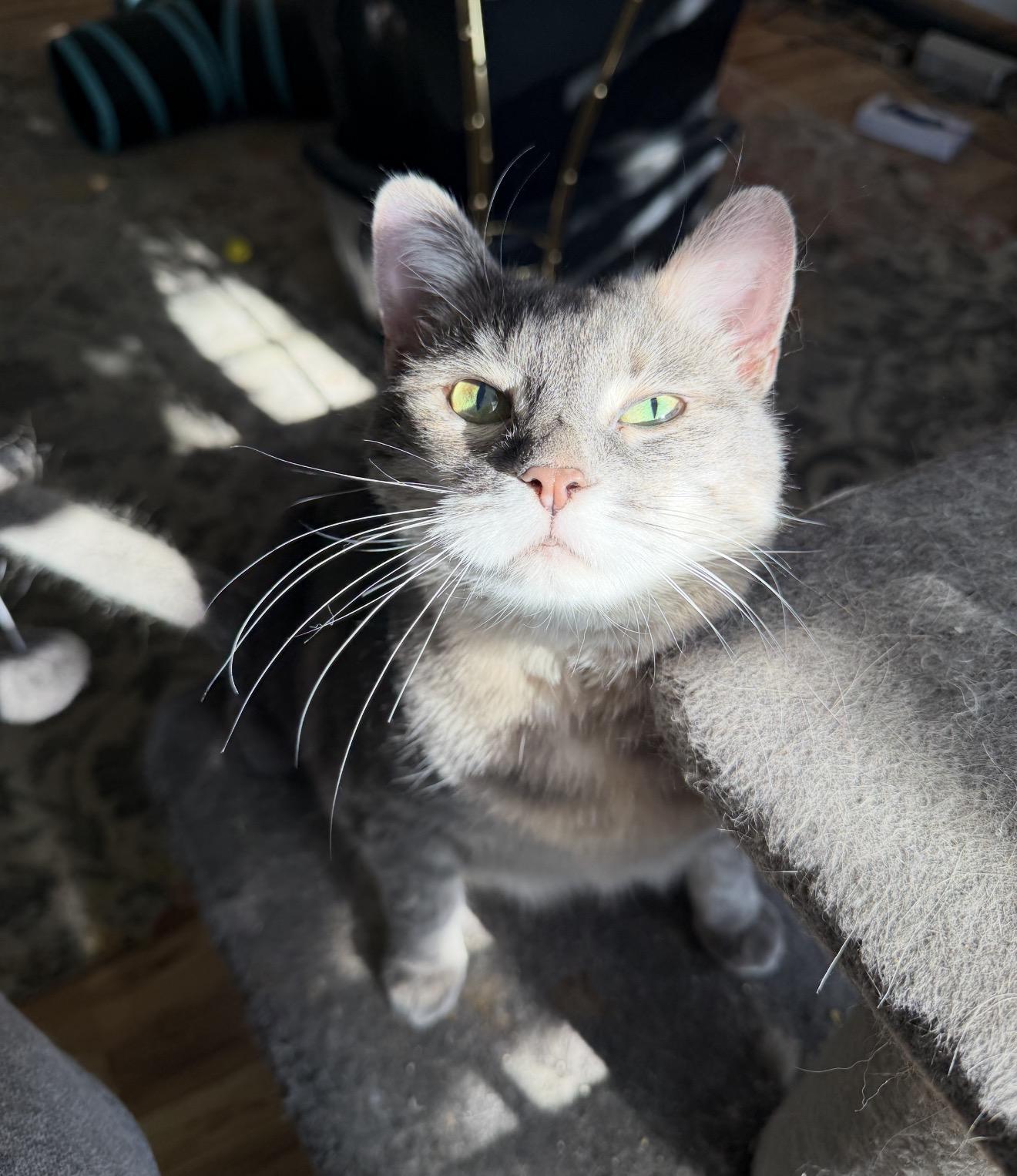 Enlarge Sassy, a Adoptable mixed breed in Midvale, UT image 1/3