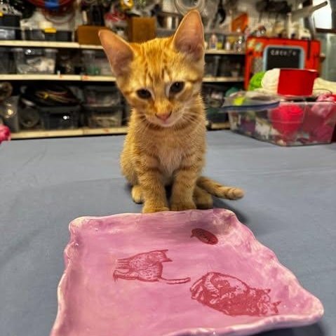 Alogue, an adopted Domestic Short Hair in Owatonna, MN image 2/4