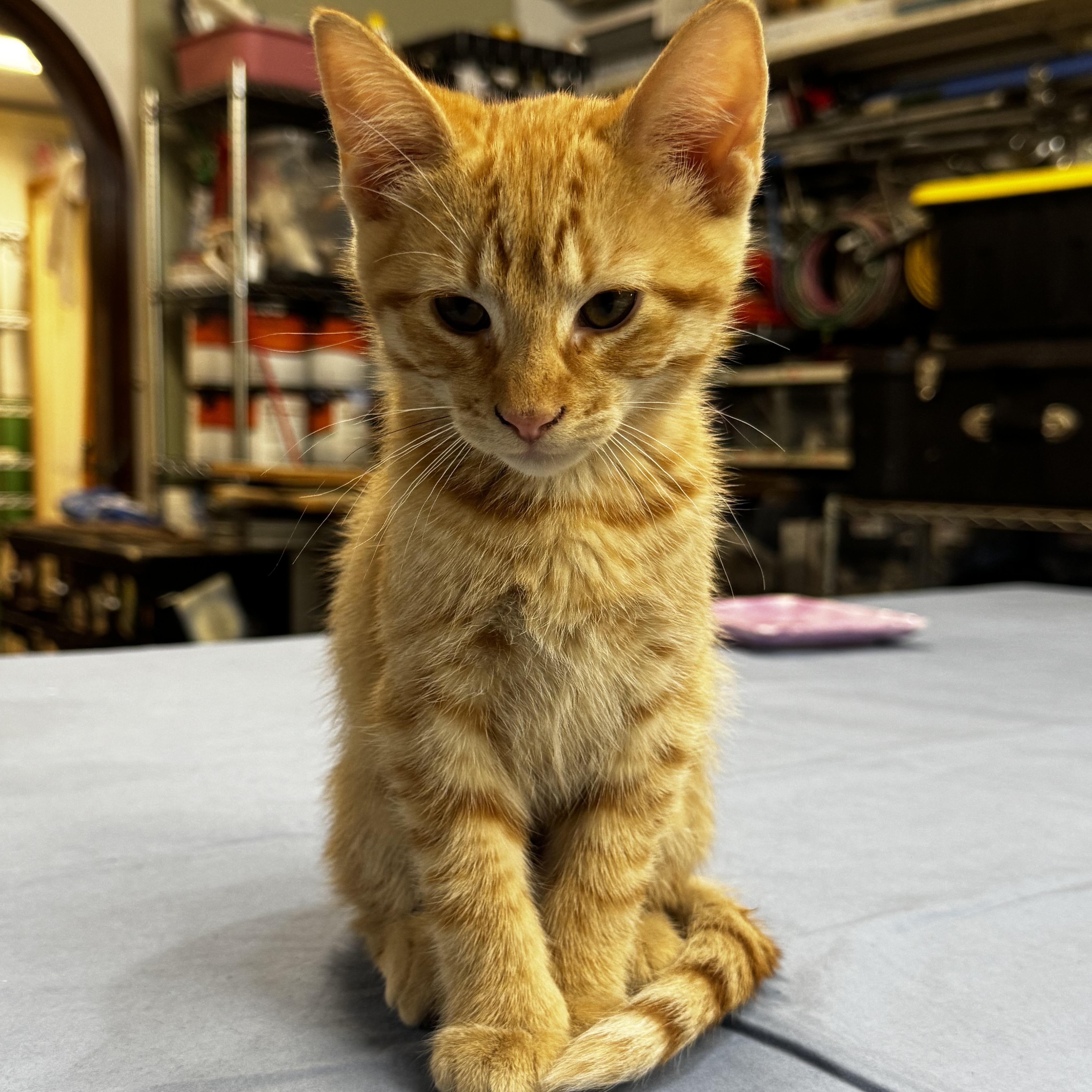 Alogue, adopted, Kitten Male Domestic Short Hair.