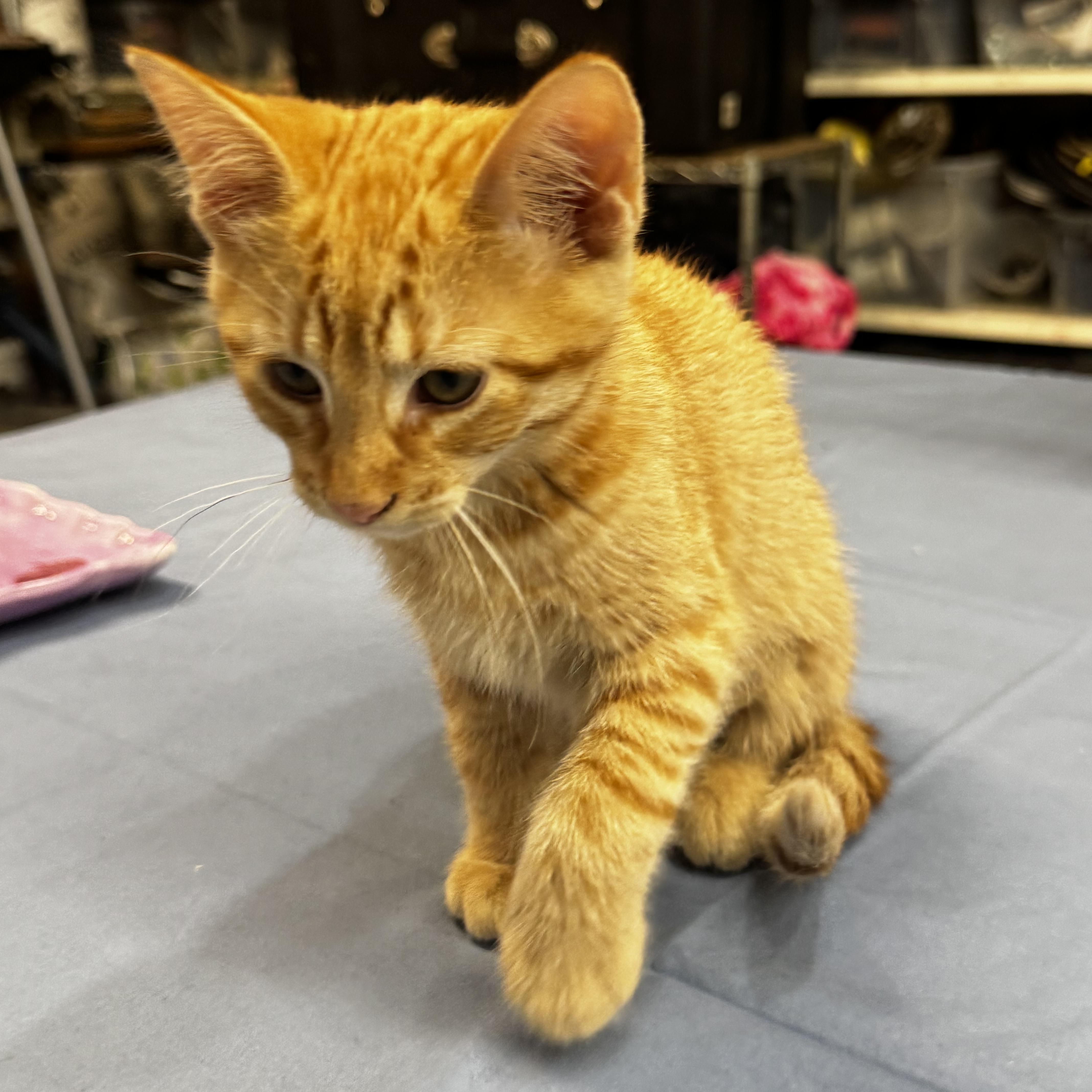 Alogue, an adopted Domestic Short Hair in Owatonna, MN image 4/4