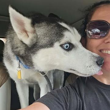 Enlarge Solovino, a Adoptable Husky in Virginia Beach, VA image 5/6