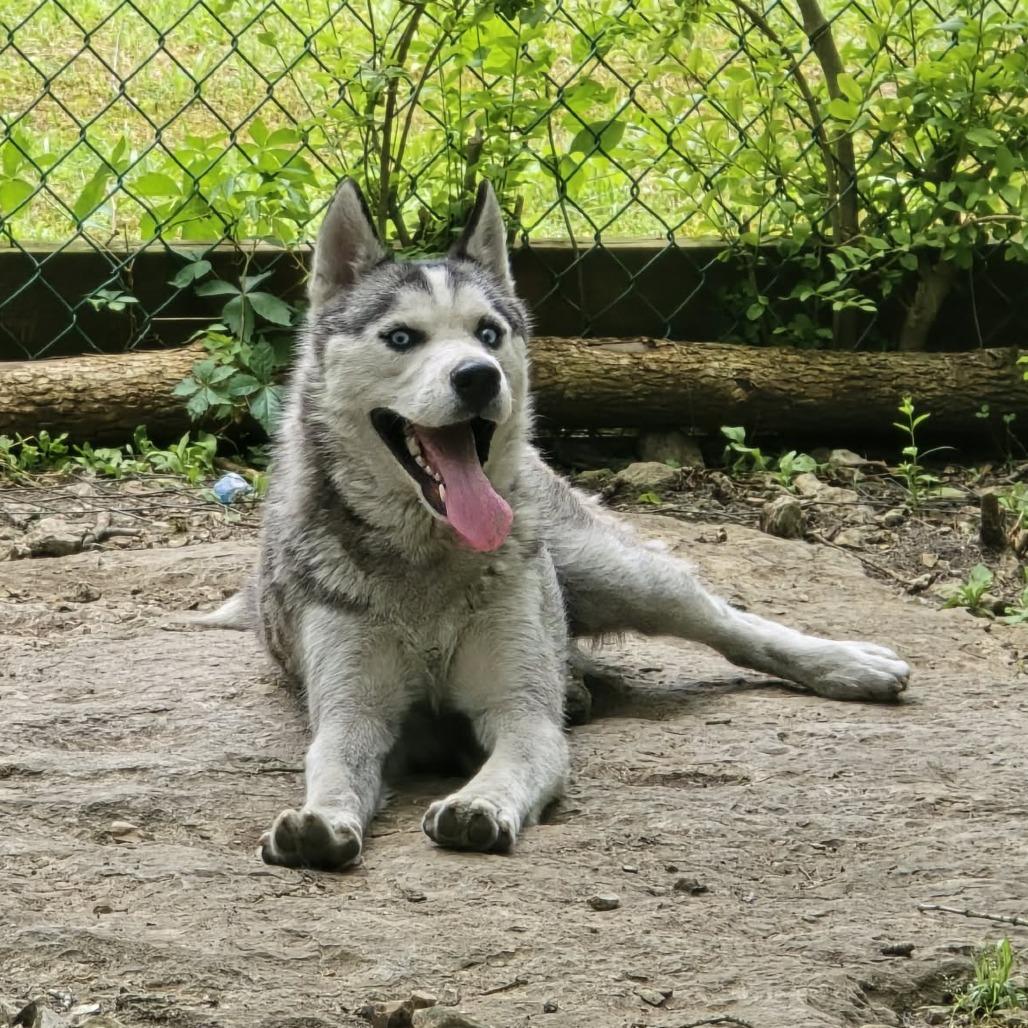 Enlarge Solovino, a Adoptable Husky in Virginia Beach, VA image 3/6