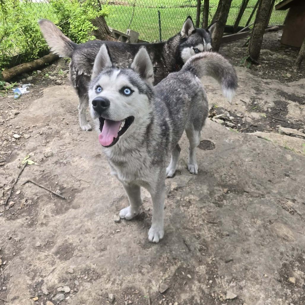 Solovino, Adoptable, Young Male Husky.