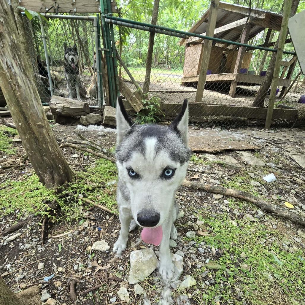 Enlarge Solovino, a Adoptable Husky in Virginia Beach, VA image 6/6