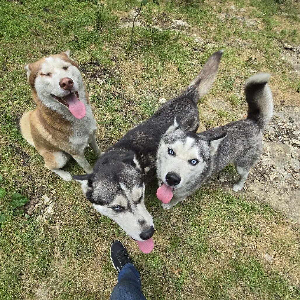 Enlarge Solovino, a Adoptable Husky in Virginia Beach, VA image 2/6