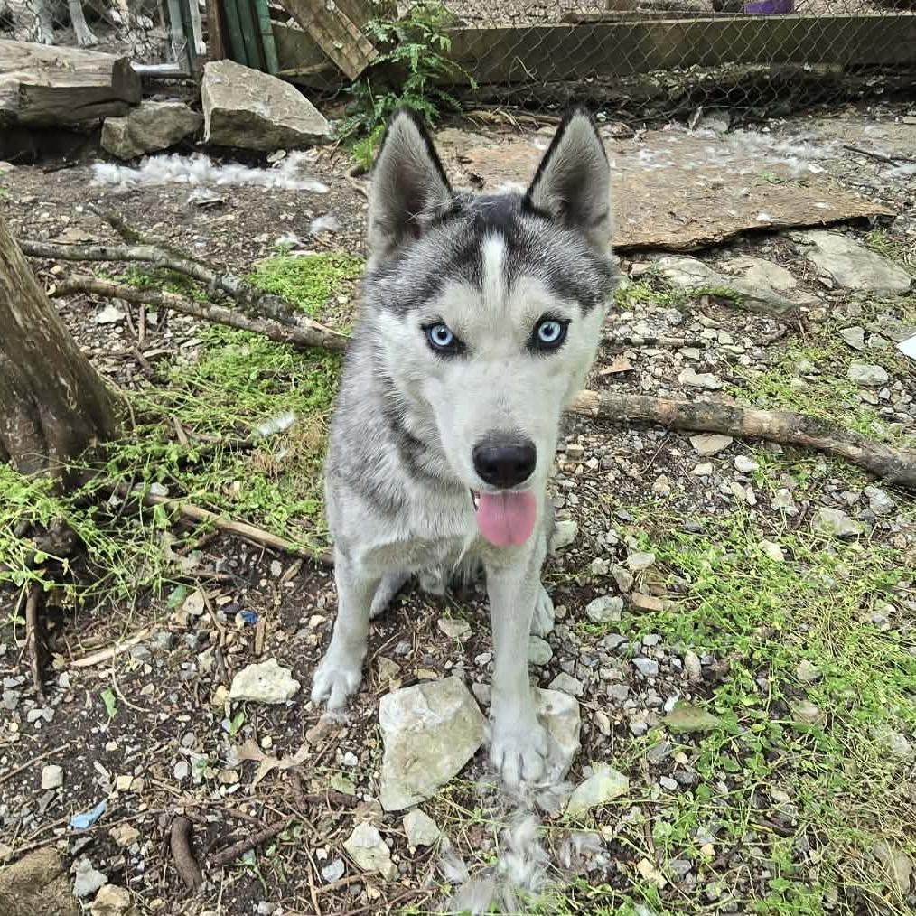 Enlarge Solovino, a Adoptable Husky in Virginia Beach, VA image 4/6
