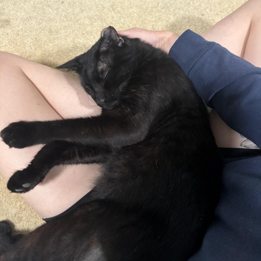 Enlarge Kios (Big Lap Cat) Lover, a Adopted Domestic Short Hair in Sewaren, NJ image 4/5