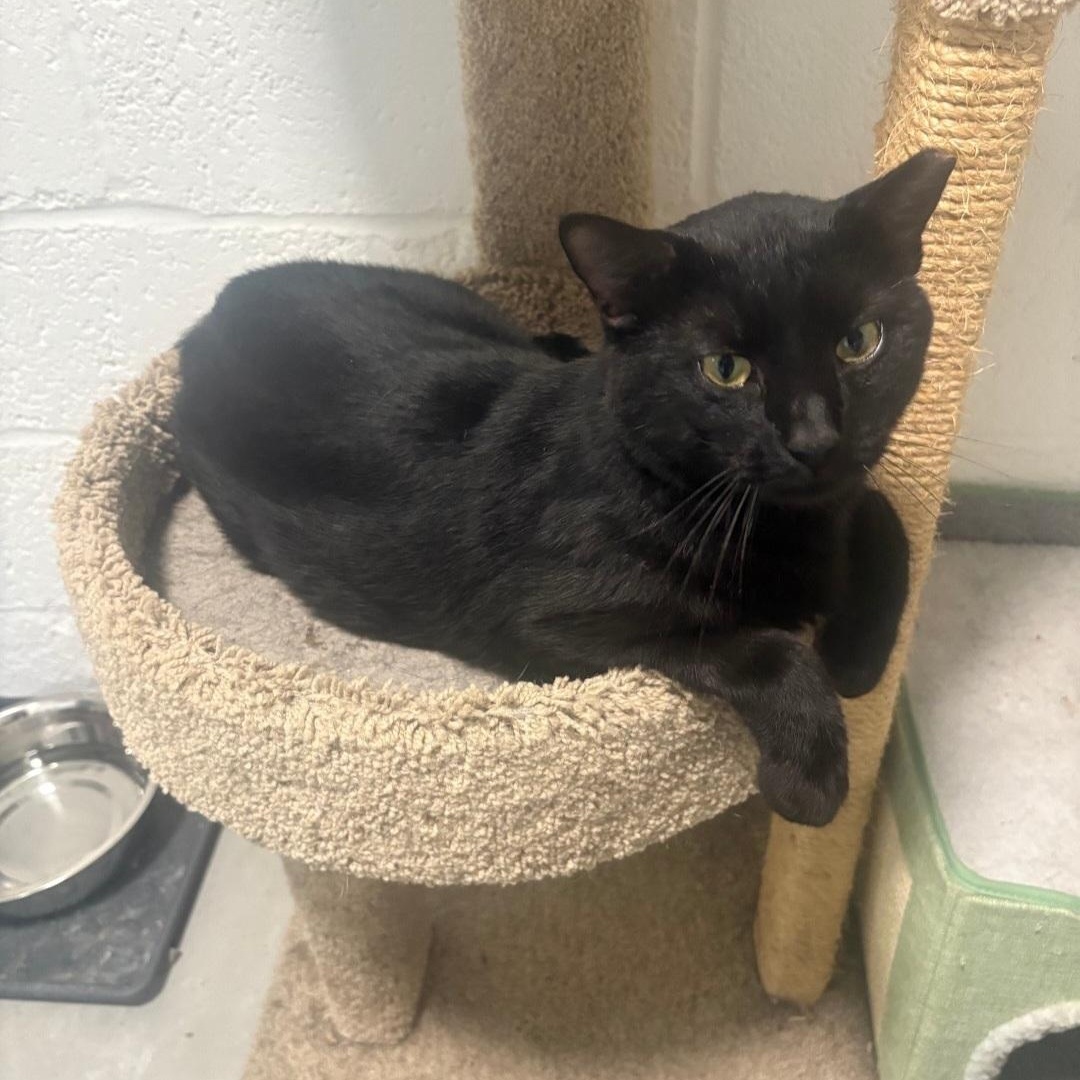 Enlarge Kios (Big Lap Cat) Lover, a Adopted Domestic Short Hair in Sewaren, NJ image 1/5