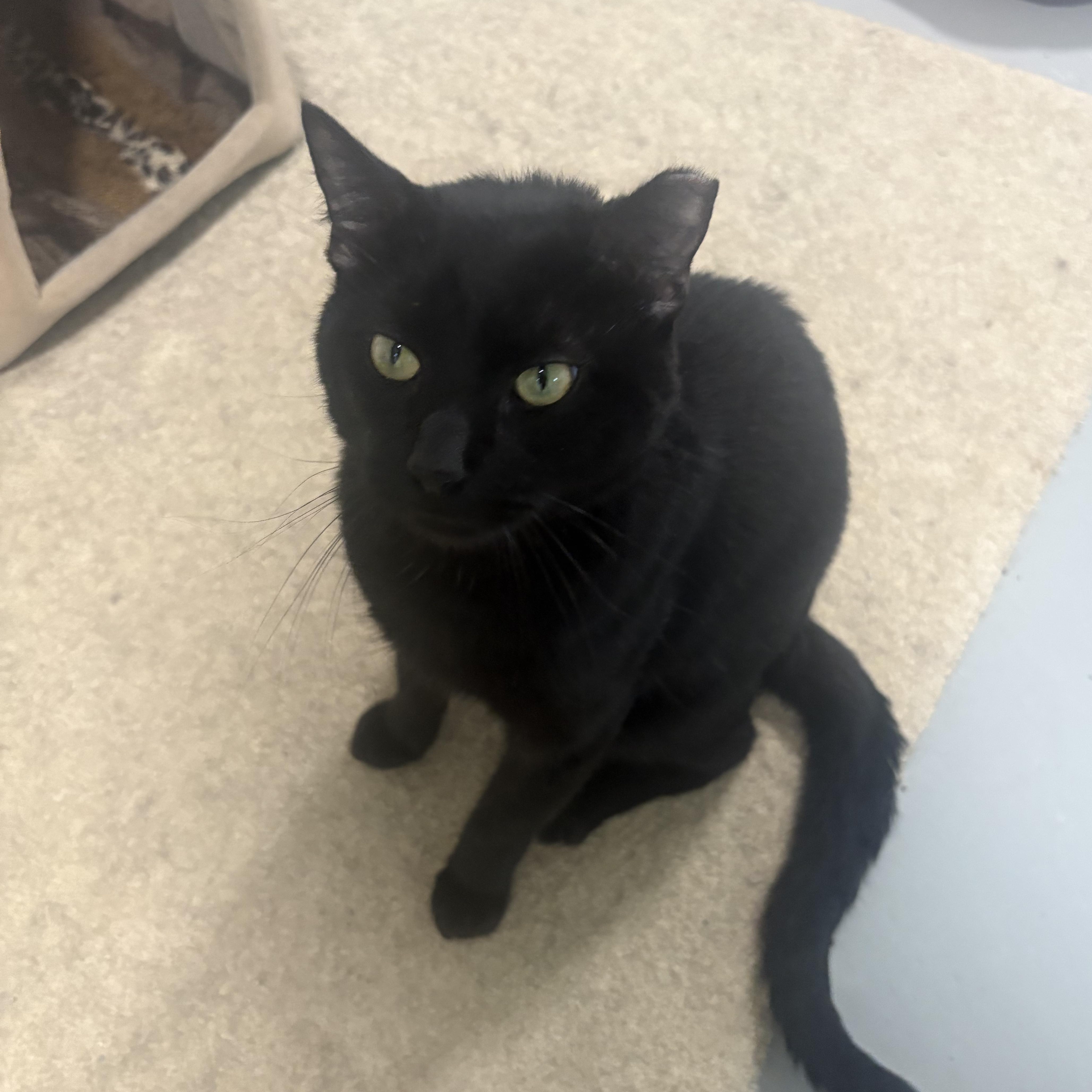 Enlarge Kios (Big Lap Cat) Lover, a Adopted Domestic Short Hair in Sewaren, NJ image 2/5