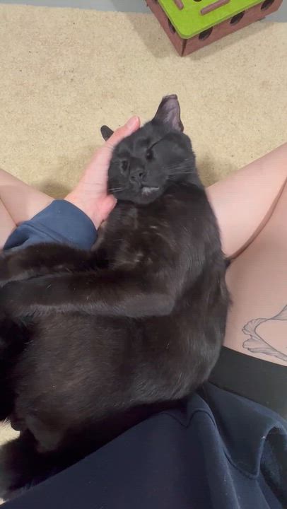 Enlarge Kios (Big Lap Cat) Lover, a Adopted Domestic Short Hair in Sewaren, NJ video 3/5