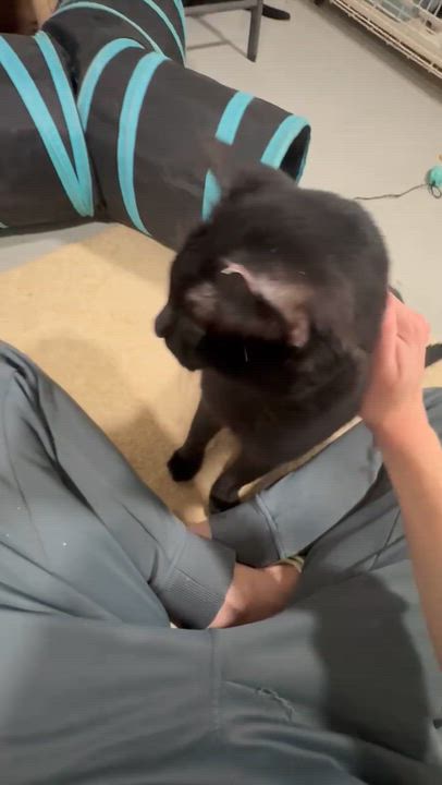Enlarge Kios (Big Lap Cat) Lover, a Adopted Domestic Short Hair in Sewaren, NJ video 5/5