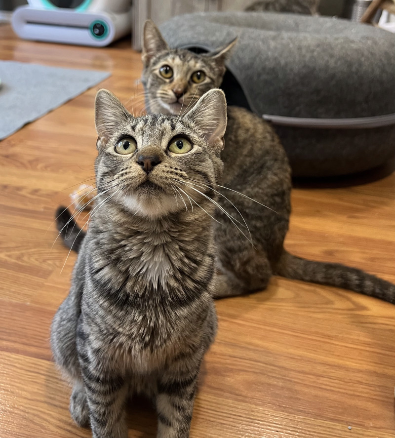 Cat for adoption Daphne Bridgerton, a Domestic Short Hair Mix in