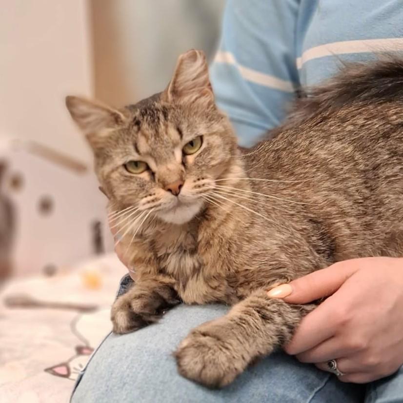 Lynx, Adoptable, Adult Female Domestic Long Hair.