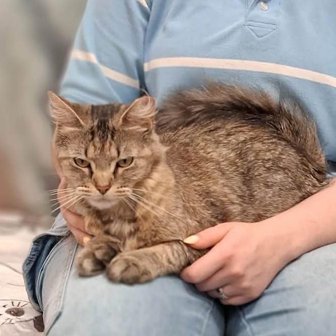 Enlarge Lynx, a Adoptable Domestic Long Hair in Vine Grove, KY image 2/2