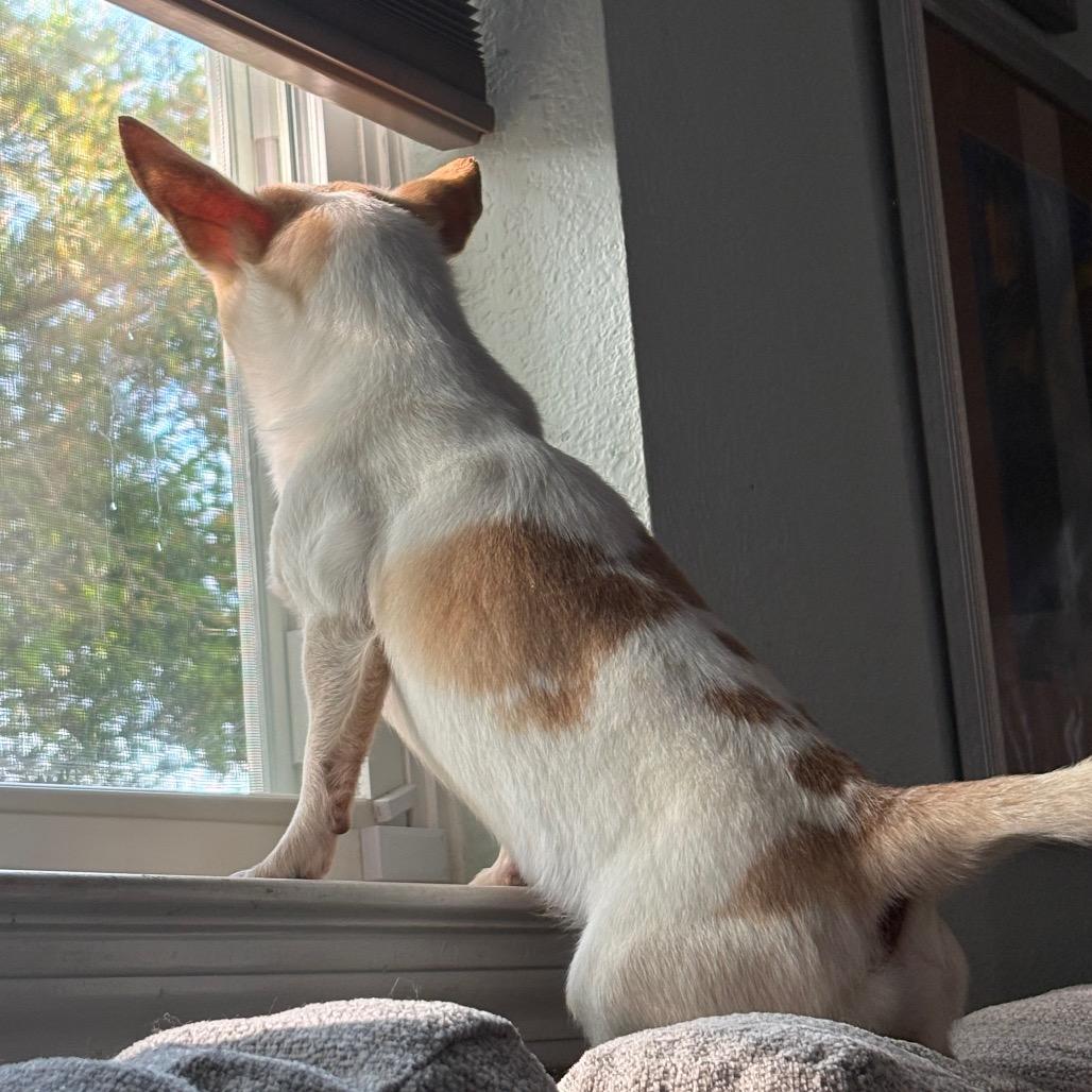 Shane Shane, Adoptable, Adult Male Chihuahua & Dachshund.