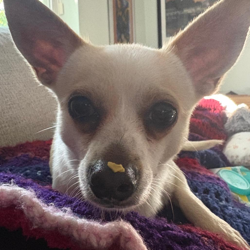 Enlarge Shane Shane, a Adoptable mixed breed in Gulfport, MS image 2/6