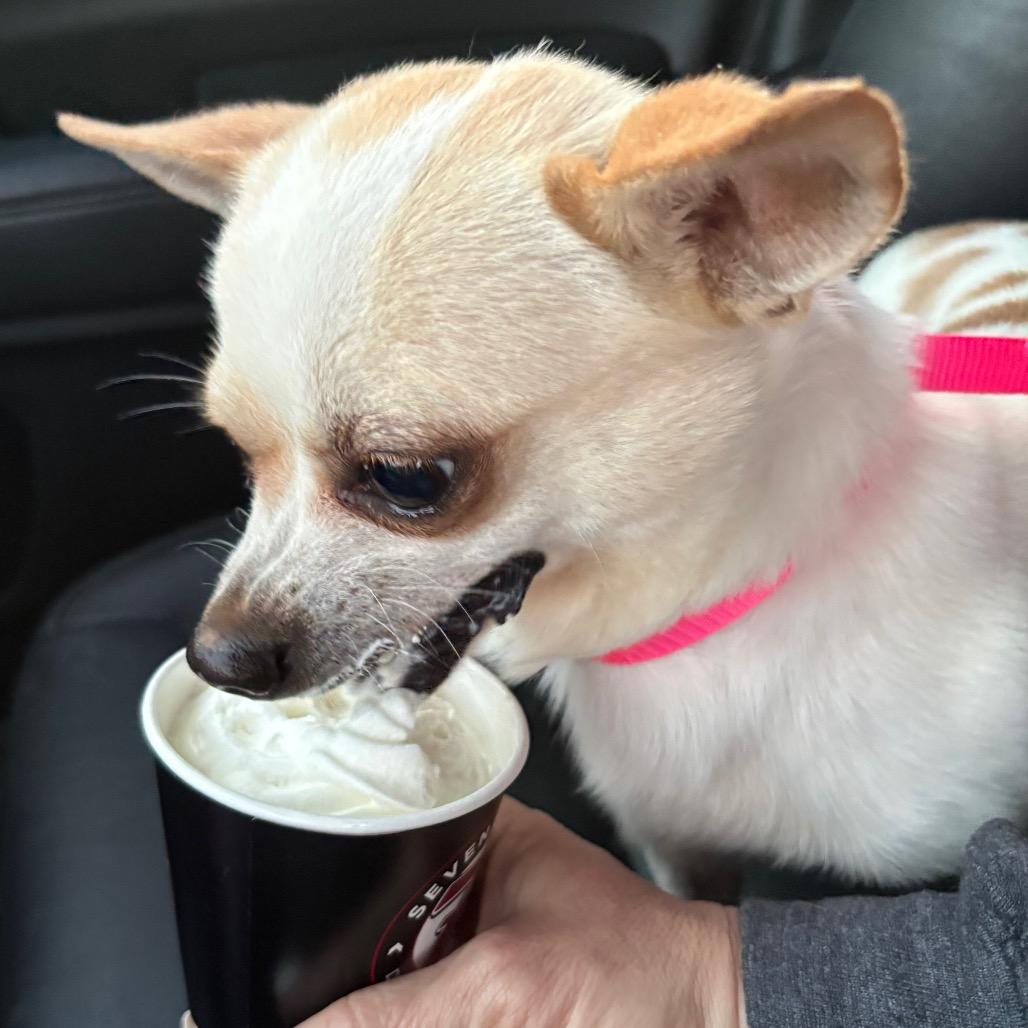 Enlarge Shane Shane, a Adoptable mixed breed in Gulfport, MS image 3/6