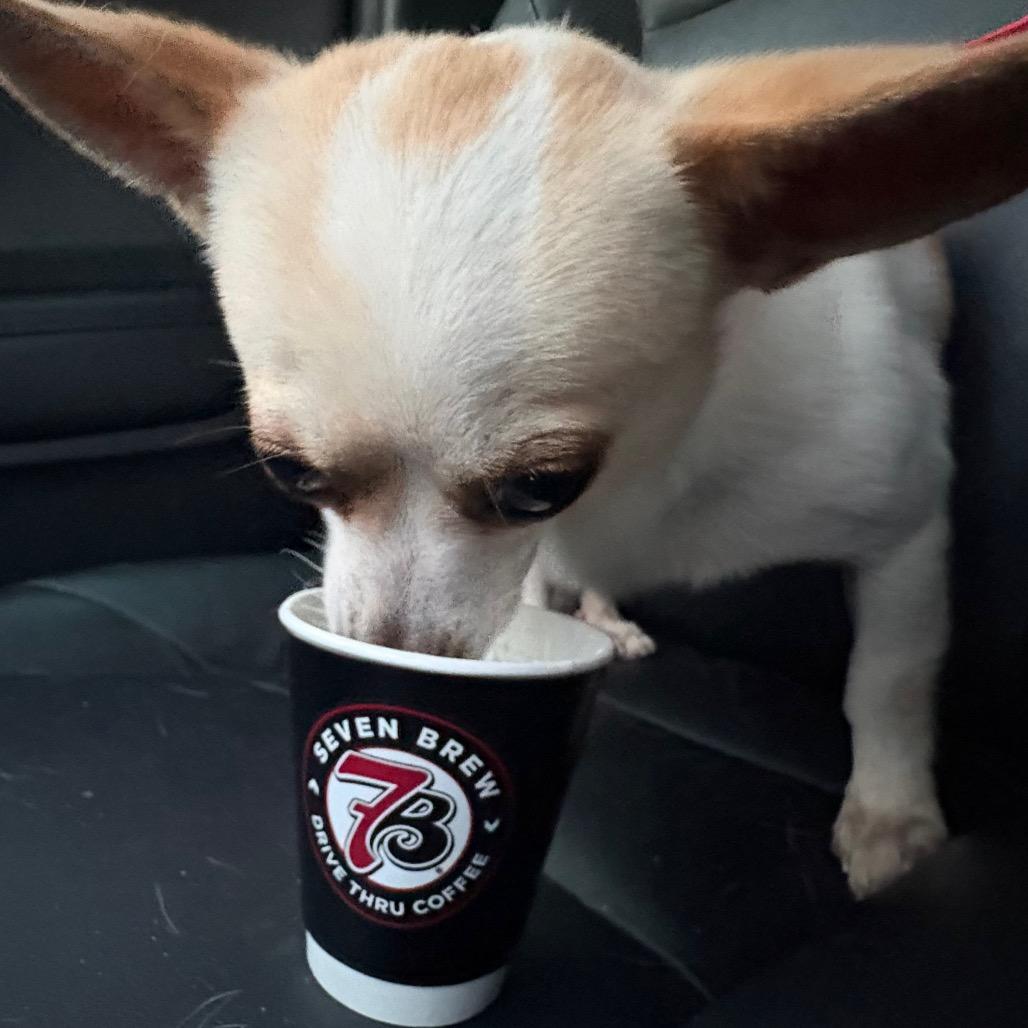 Enlarge Shane Shane, a Adoptable mixed breed in Gulfport, MS image 4/6