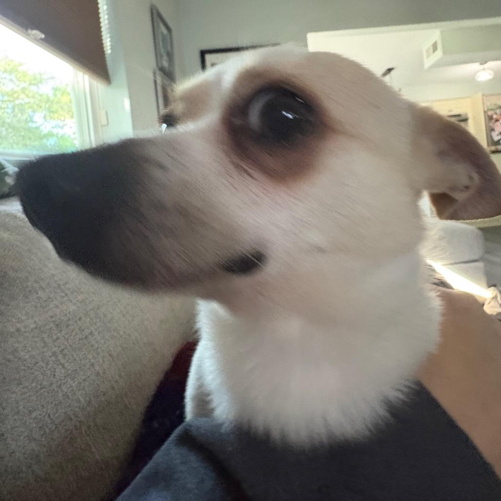 Enlarge Shane Shane, a Adoptable mixed breed in Gulfport, MS image 5/6