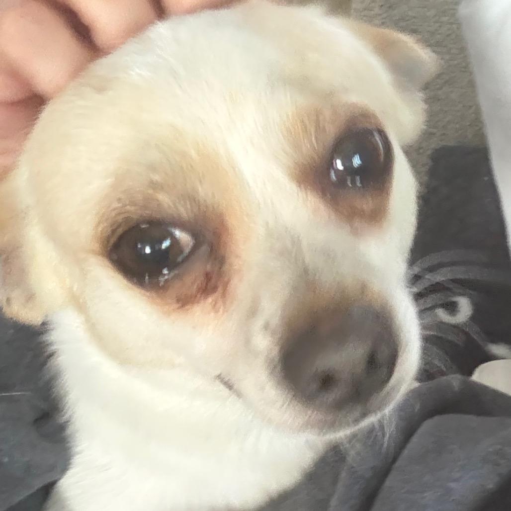 Enlarge Shane Shane, a Adoptable mixed breed in Gulfport, MS image 6/6