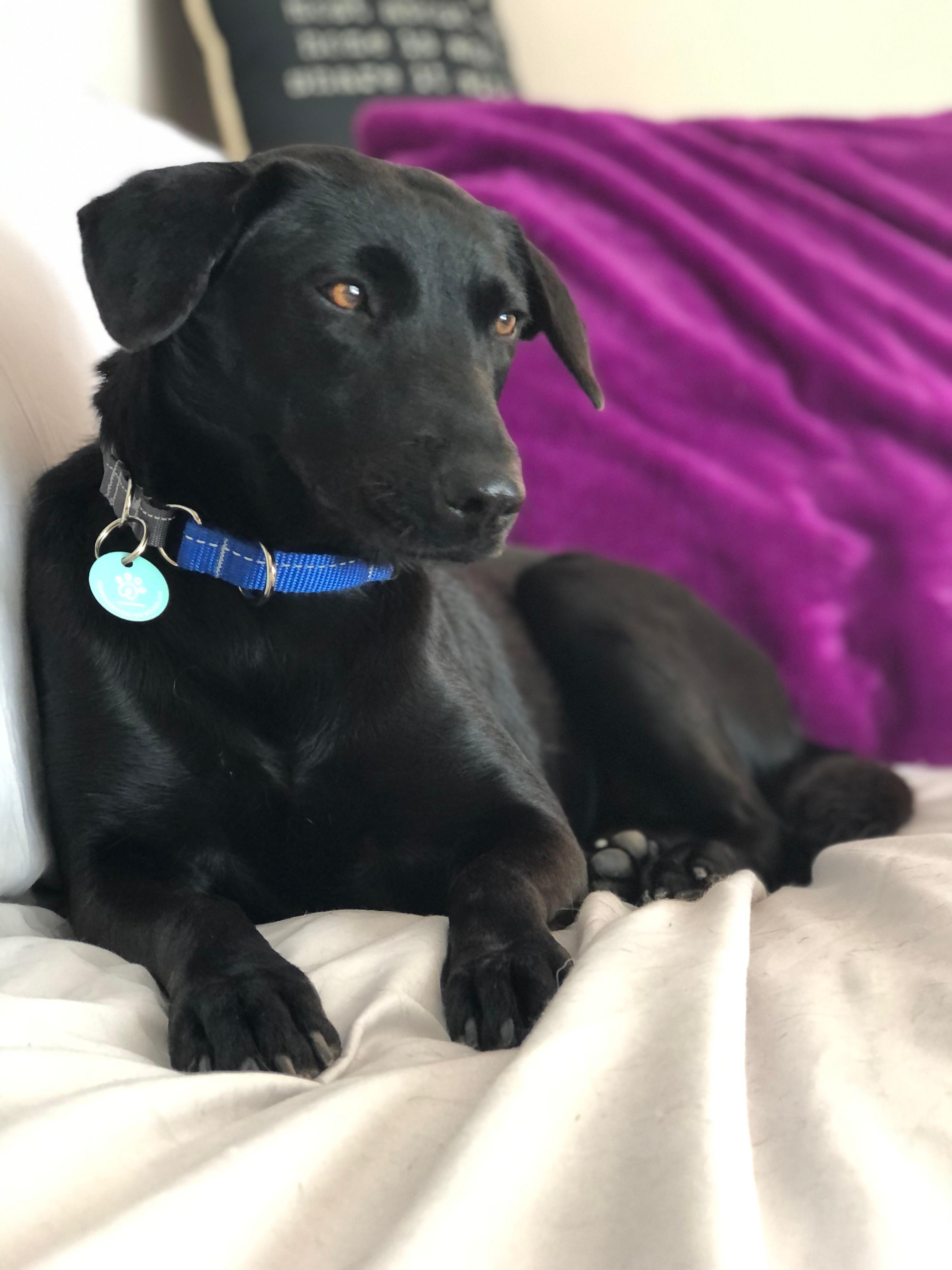 Blackie, Adoptable, Adult Female Black Labrador Retriever.