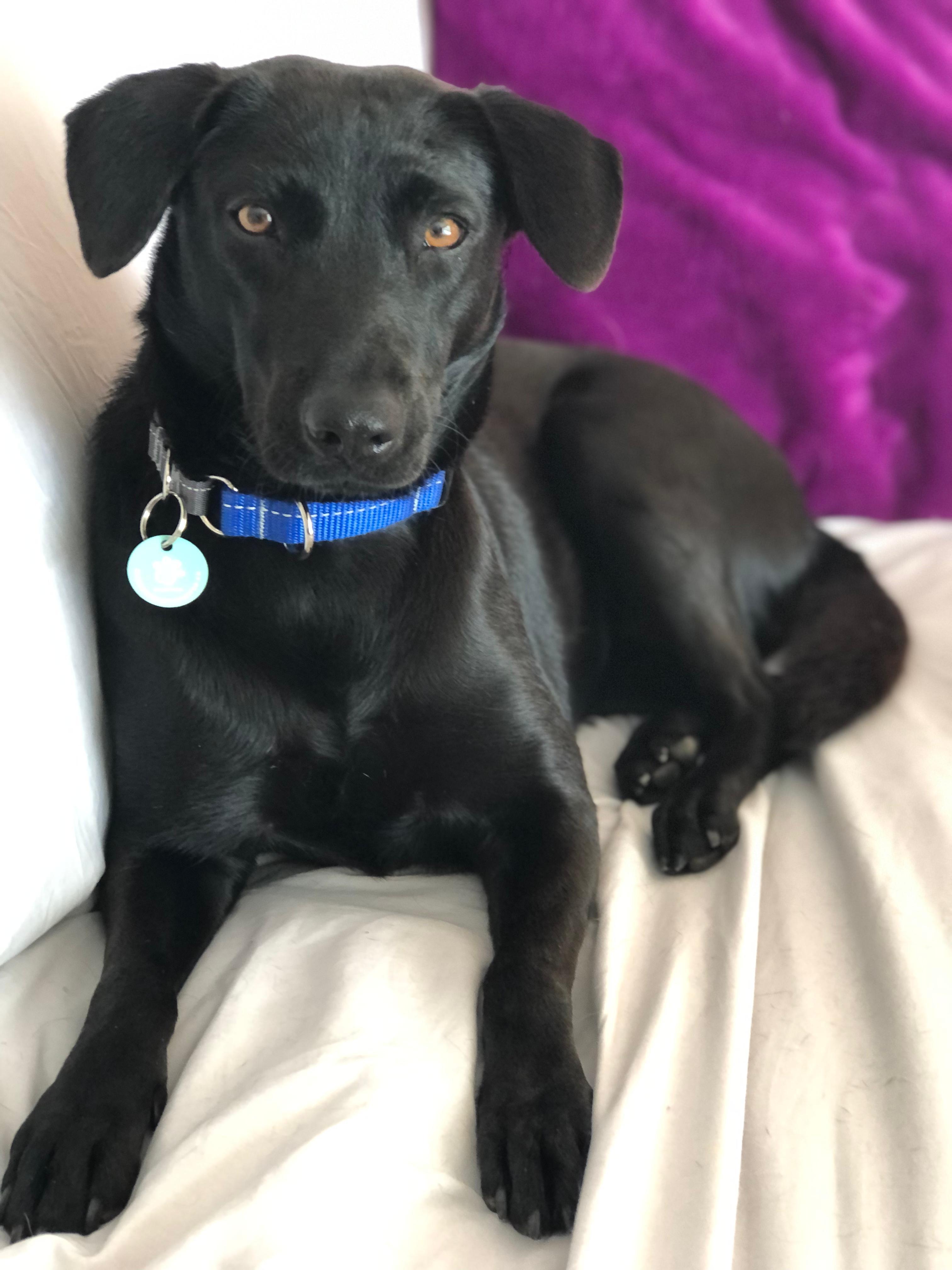 Enlarge Blackie, a Adoptable Black Labrador Retriever in Erin, ON image 2/6
