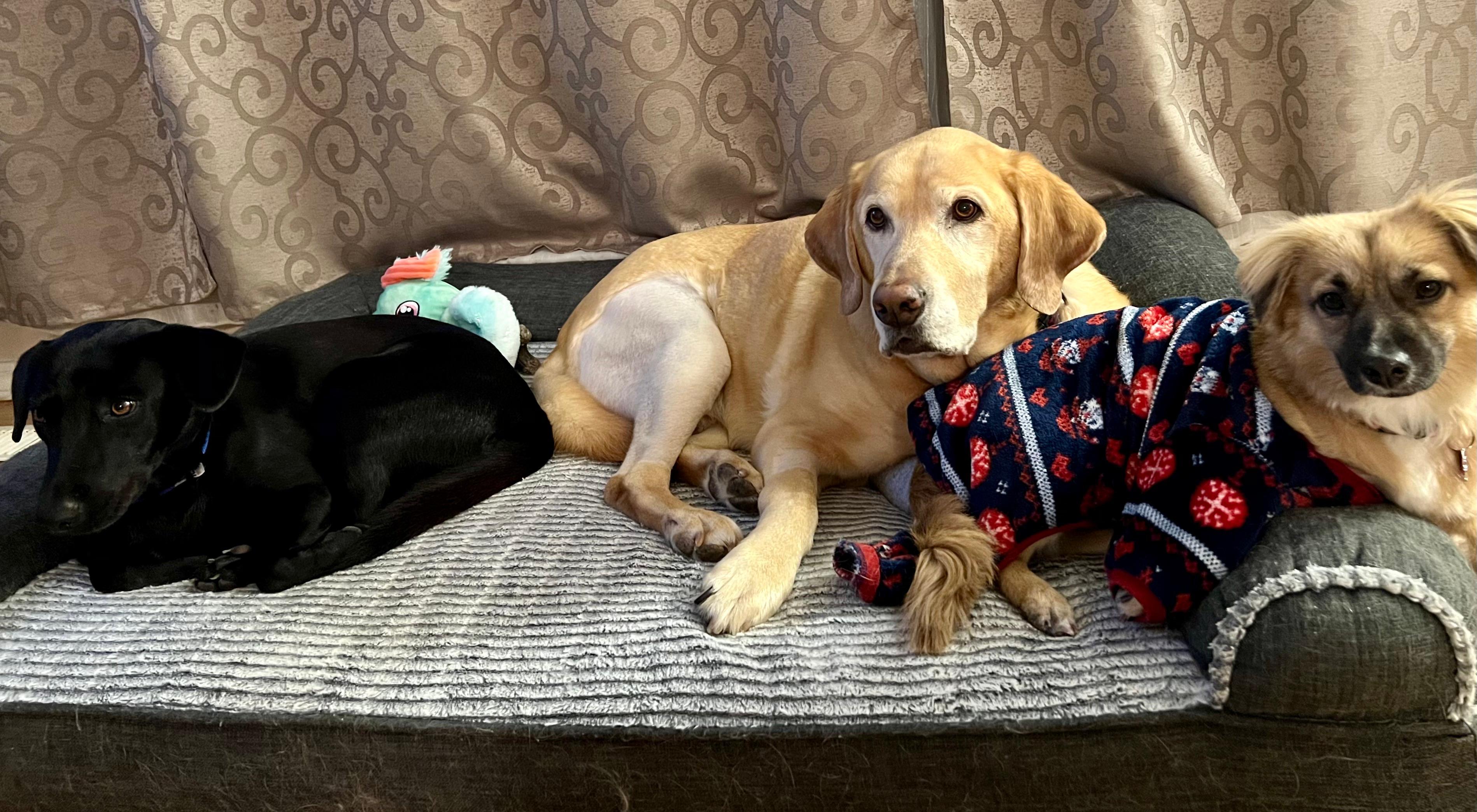 Enlarge Blackie, a Adoptable Black Labrador Retriever in Erin, ON image 3/6