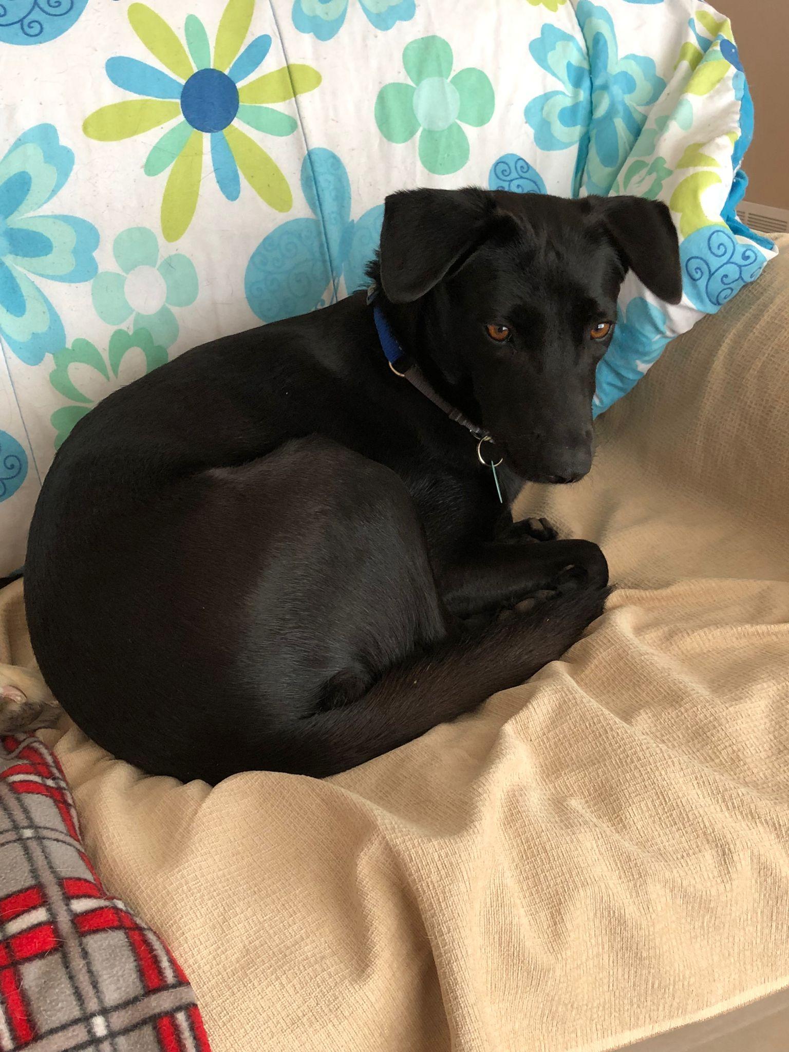 Enlarge Blackie, a Adoptable Black Labrador Retriever in Erin, ON image 4/6